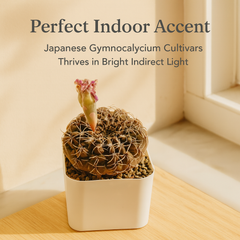 Gymnocalycium Japanese Cultivar – Different Varieties Combo