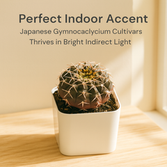 Gymnocalycium Japanese Cultivar – Different Varieties Combo