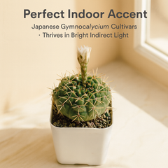 Gymnocalycium Japanese Cultivar – Different Varieties Combo