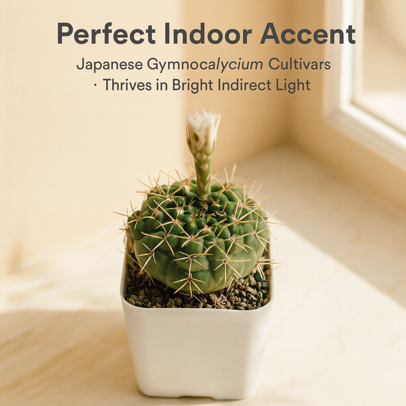 Gymnocalycium Japanese Cultivar – Different Varieties Combo