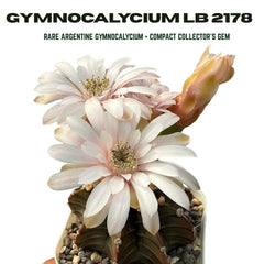 Gymnocalycium lb 2178