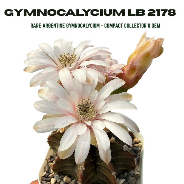 Gymnocalycium lb 2178