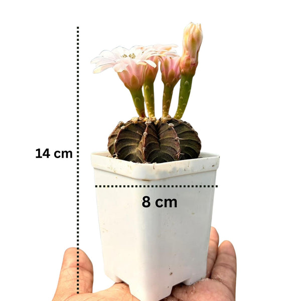 Gymnocalycium lb 2178