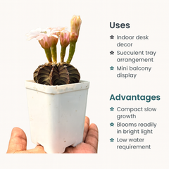 Gymnocalycium lb 2178