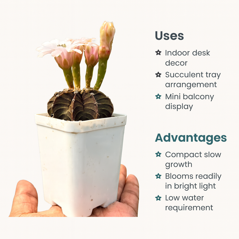 Gymnocalycium lb 2178