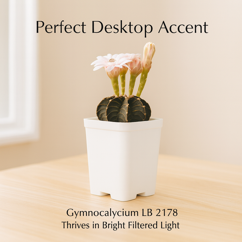 Gymnocalycium lb 2178