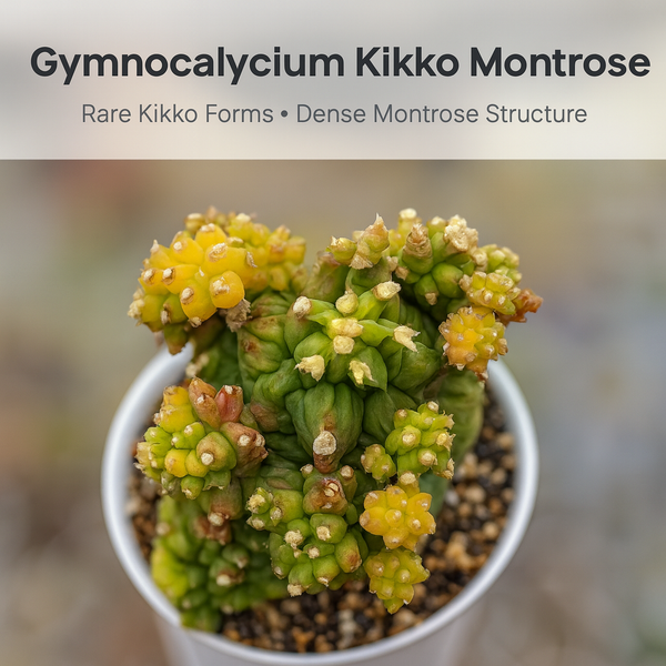 Gymnocalycium cv. Kikko montrose