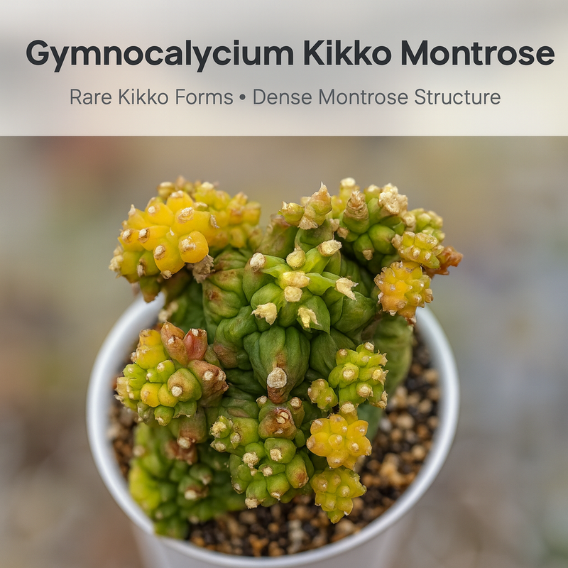 Gymnocalycium cv. Kikko montrose