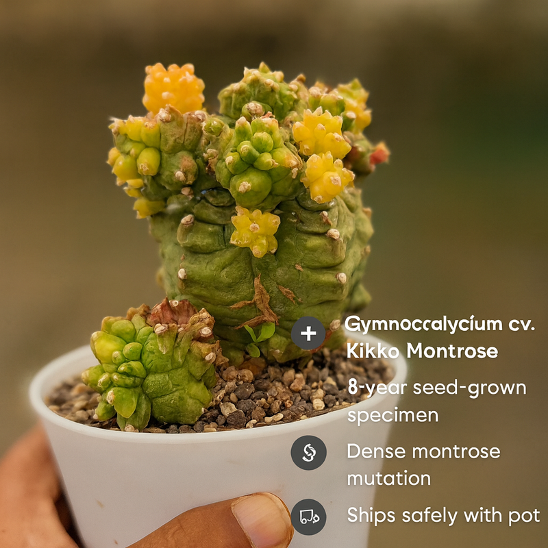 Gymnocalycium cv. Kikko montrose