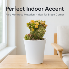 Gymnocalycium cv. Kikko montrose