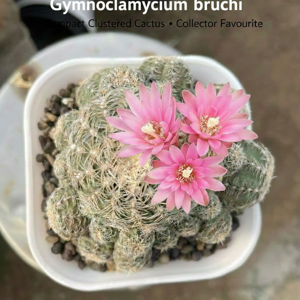 Gymnocalycium bruchii