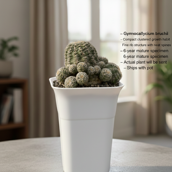 Gymnocalycium bruchii