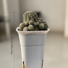 Gymnocalycium bruchii