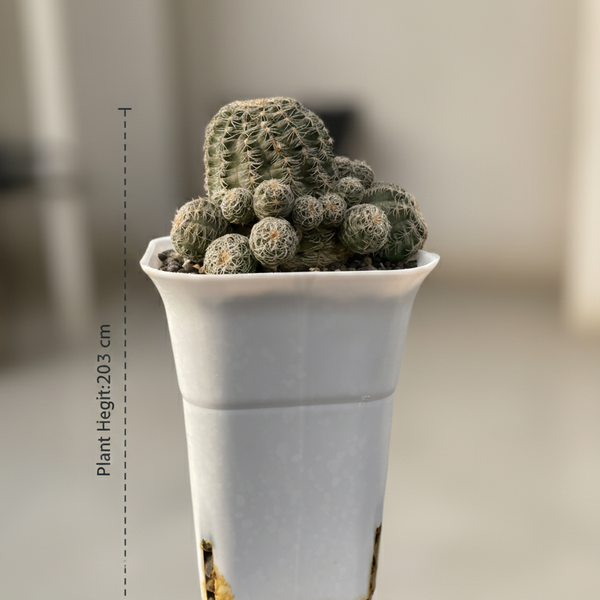 Gymnocalycium bruchii