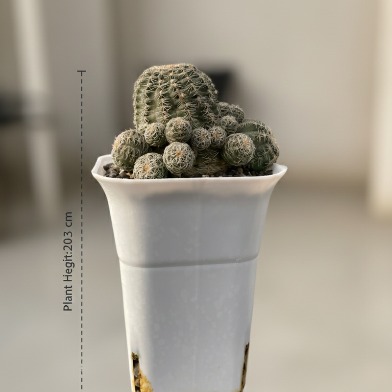 Gymnocalycium bruchii