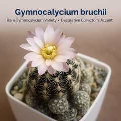 Gymnocalycium bruchii