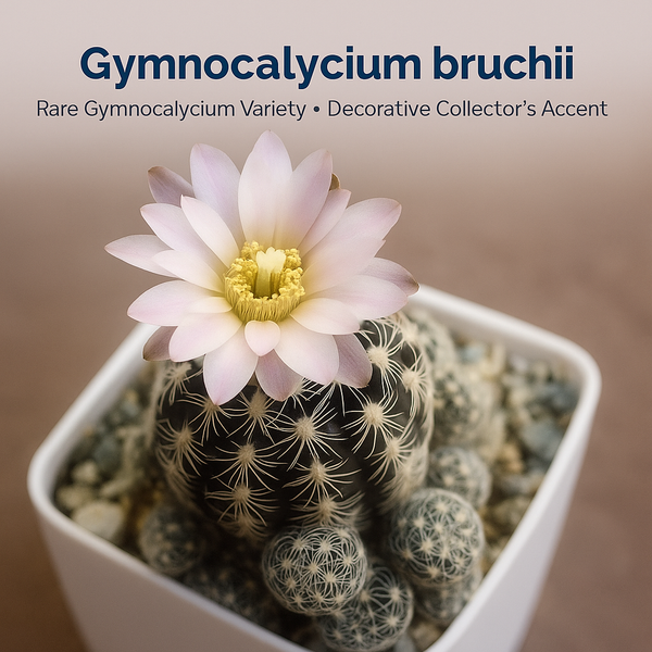 Gymnocalycium bruchii