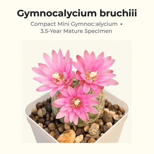 Gymnocalycium bruchii