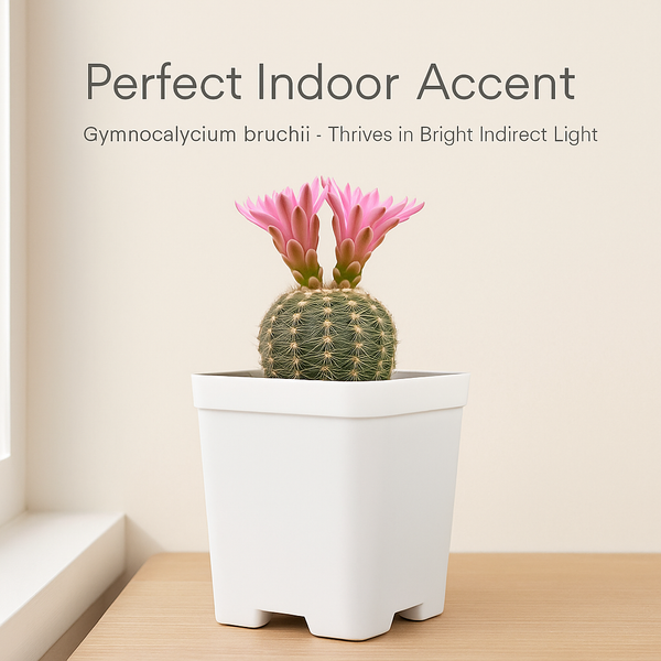 Gymnocalycium bruchii