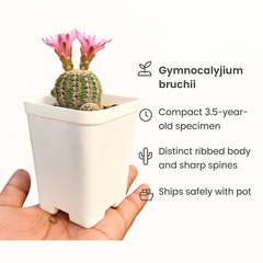 Gymnocalycium bruchii