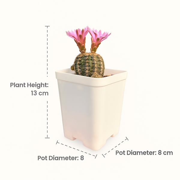Gymnocalycium bruchii
