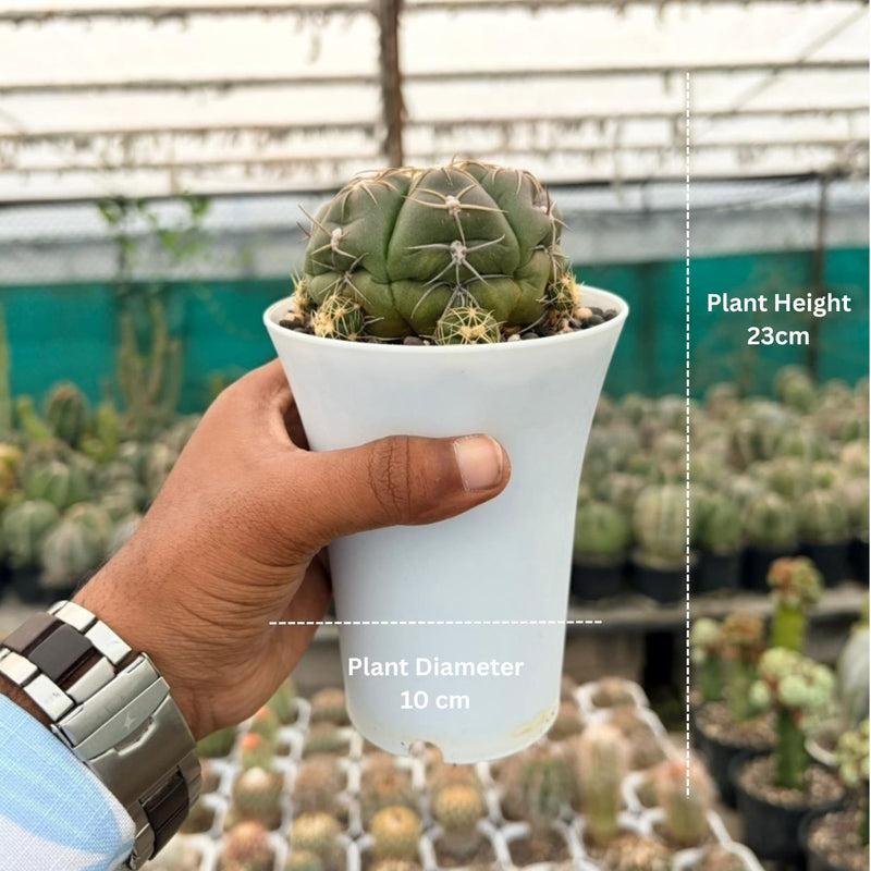 Gyomnocalycium Denudatum kaio maru