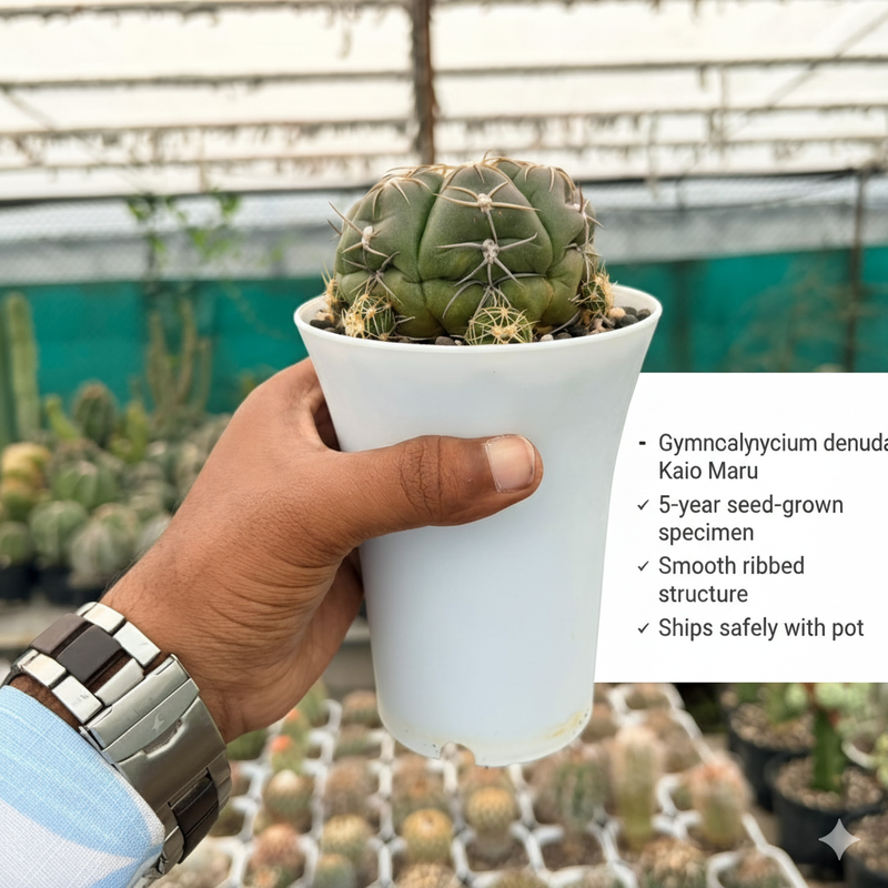 Gyomnocalycium Denudatum kaio maru