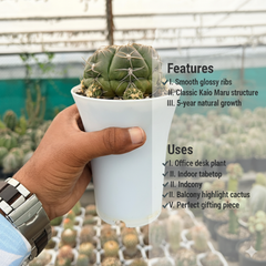 Gyomnocalycium Denudatum kaio maru