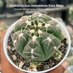 Gyomnocalycium Denudatum kaio maru