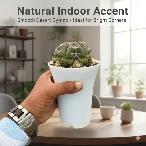 Gyomnocalycium Denudatum kaio maru