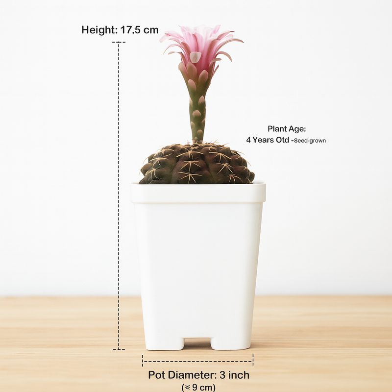 Gymnocalycium_ochoterenae_G.177_Japanese_cultivar_
