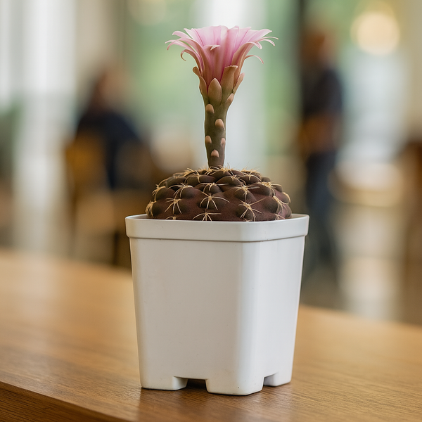 Gymnocalycium_ochoterenae_G.177_Japanese_cultivar_