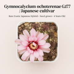 Gymnocalycium_ochoterenae_G.177_Japanese_cultivar_