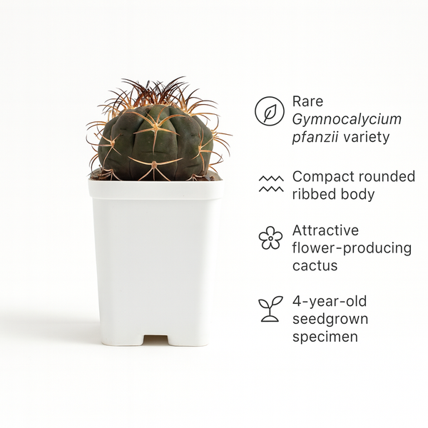 Gymnocalycium pflanzii albipulpa