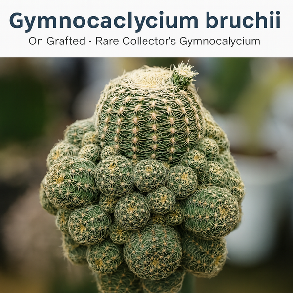 Gymnocalycium bruchii