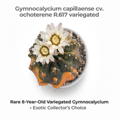 Gymnocalycium capillaense cv ochoterene R.617  verigated