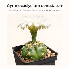 Gymnocalycium denudatum