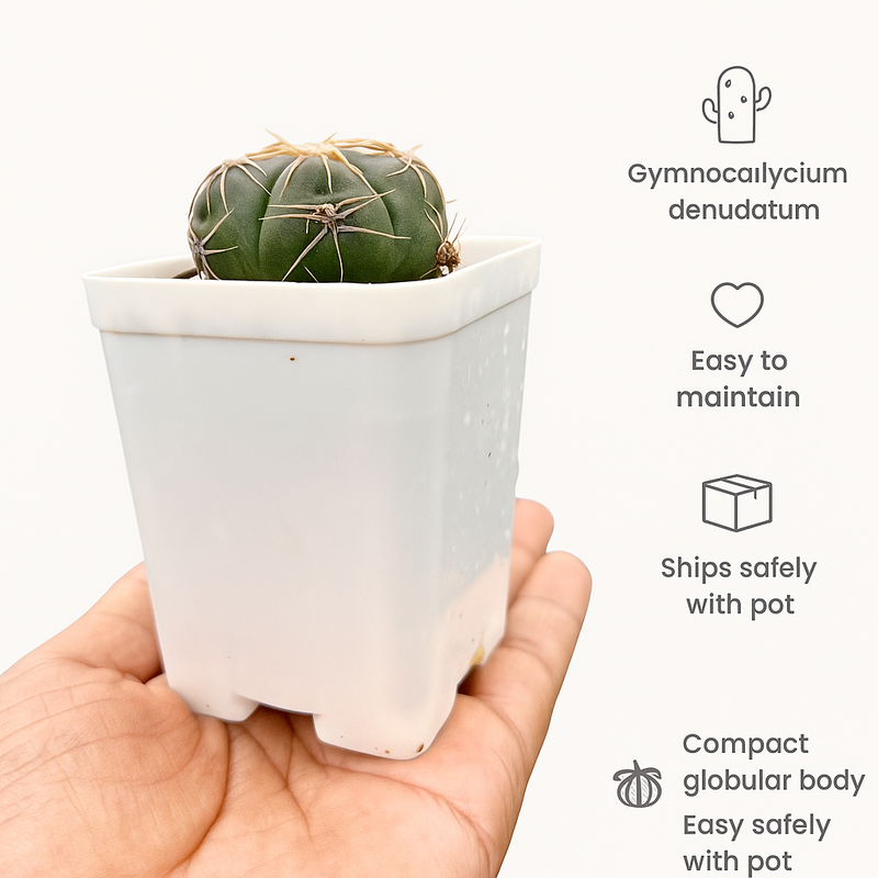 Gymnocalycium denudatum