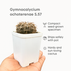 Gymnocalycium ochoterenae S.57