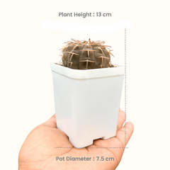 Gymnocalycium ochoterenae S.57