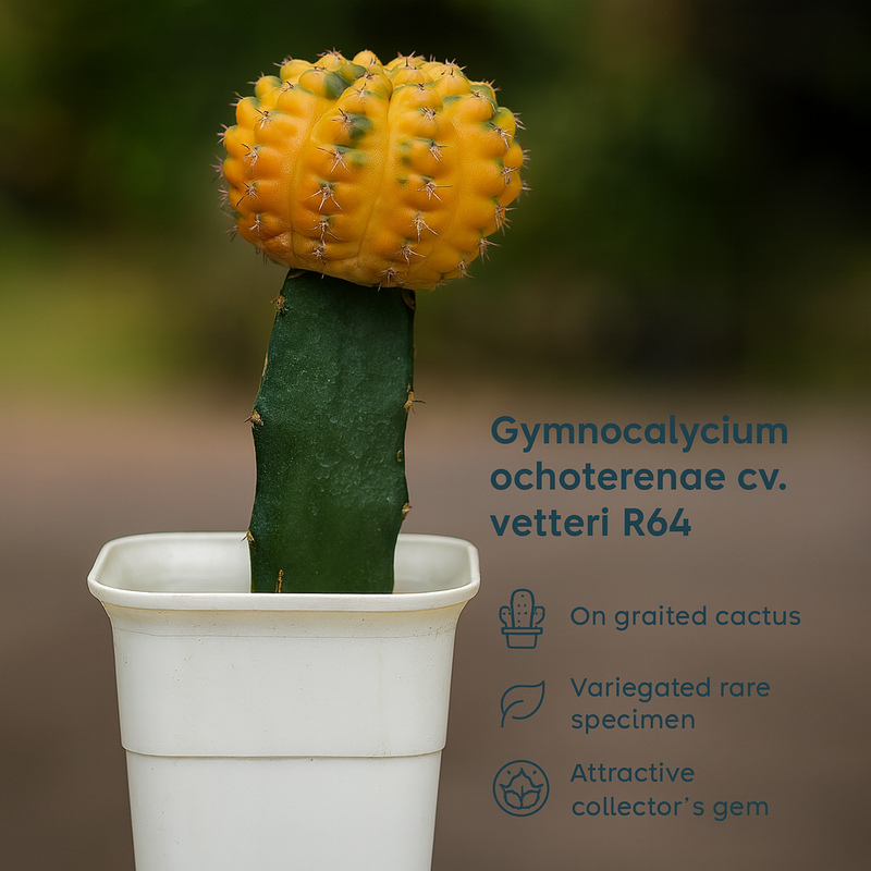Gymnocalycium ochoterenae cv. vetteri R64 On Grafted