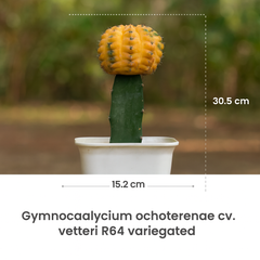 Gymnocalycium ochoterenae cv. vetteri R64 On Grafted