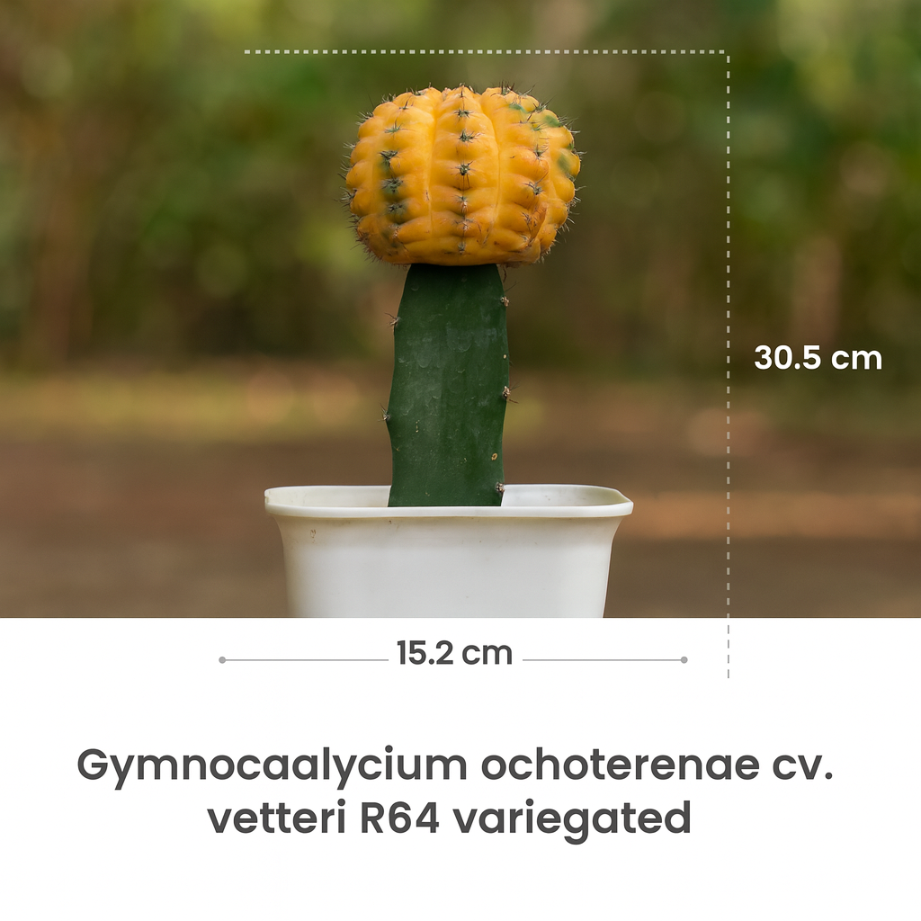 Gnb R64 Gymnocalycium Ochoterenae Vetteri R64 Grafted Cactus – Samarth Cactus ...