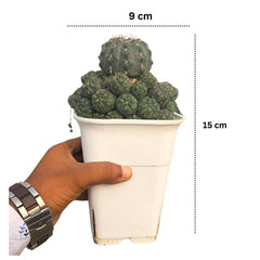 Gymnocalycium robustum × bruchii