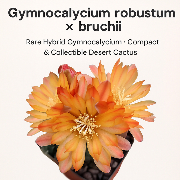 Gymnocalycium robustum × bruchii