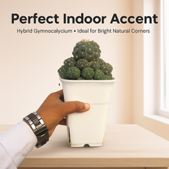 Gymnocalycium robustum × bruchii