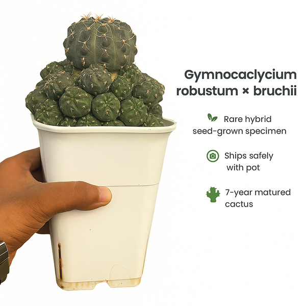Gymnocalycium robustum × bruchii