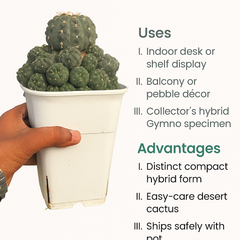 Gymnocalycium robustum × bruchii