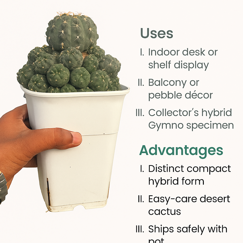 Gymnocalycium robustum × bruchii