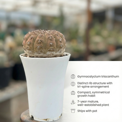 Gymnocalycium triacanthum